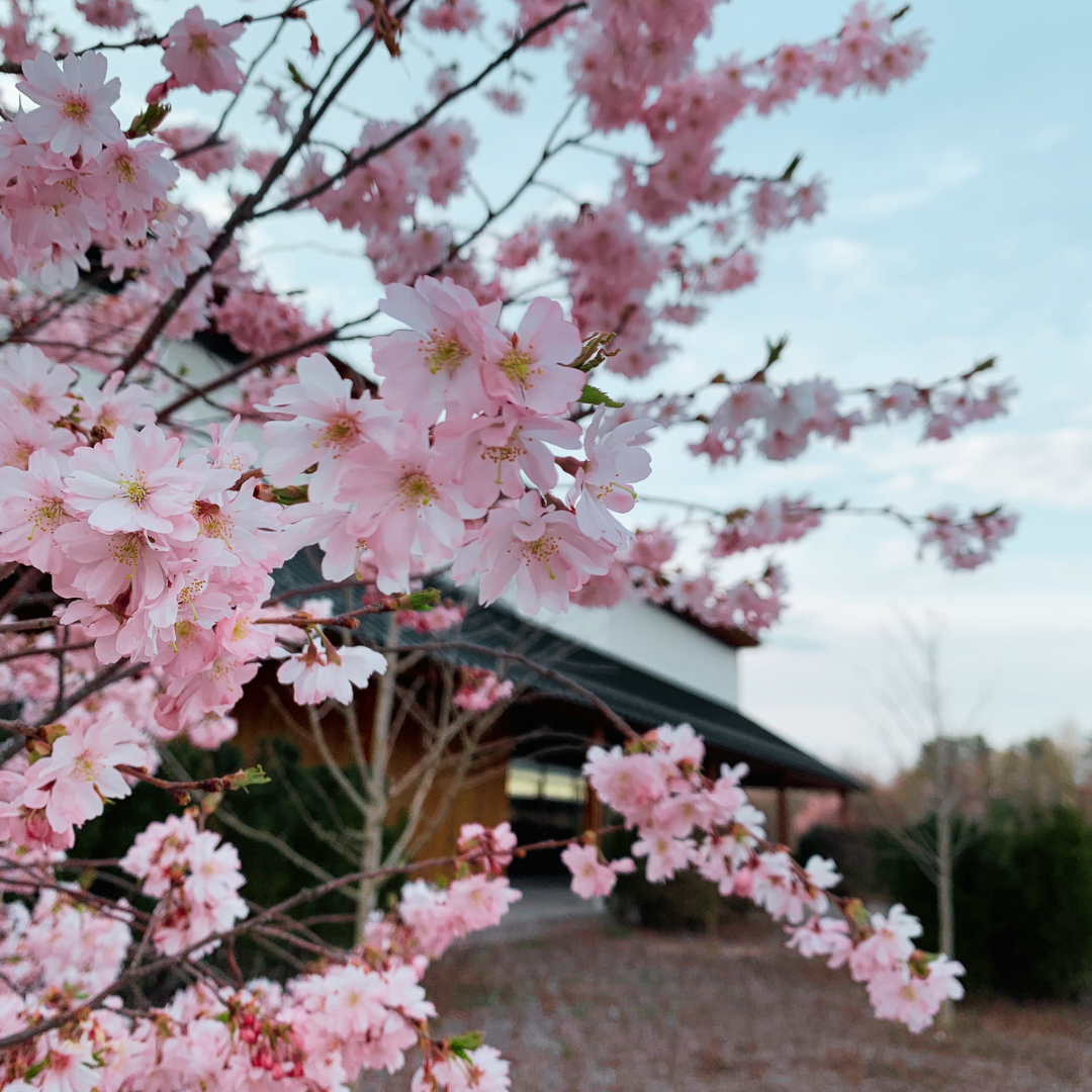 🌸Cherry Blossom Festival Dates Announced! 🌸 April 11,12 and 18,19