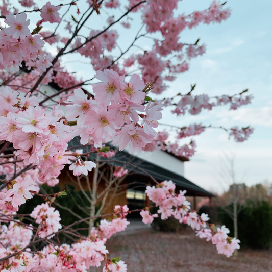 🌸Cherry Blossom Festival Dates Announced! 🌸 April 11,12 and 18,19